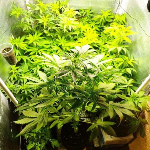 Dark Devil Auto growlog timeline photo