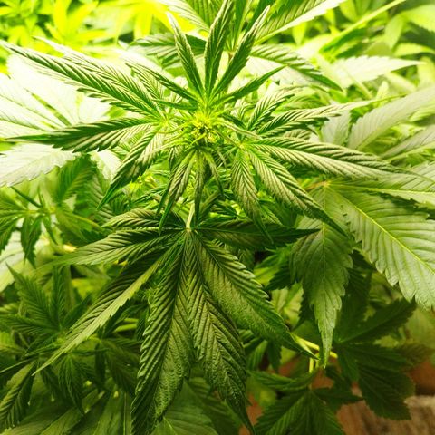 Dark Devil Auto growlog timeline photo