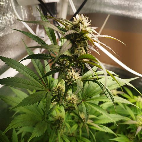 Dark Devil Auto growlog timeline photo