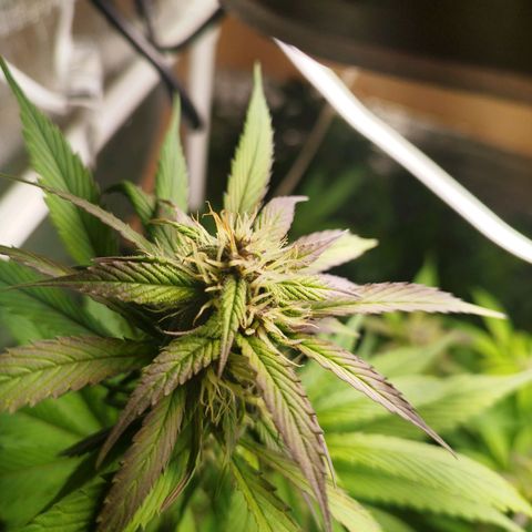 Dark Devil Auto growlog timeline photo