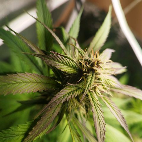 Dark Devil Auto growlog timeline photo