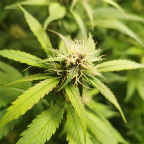 Dark Devil Auto growlog timeline photo
