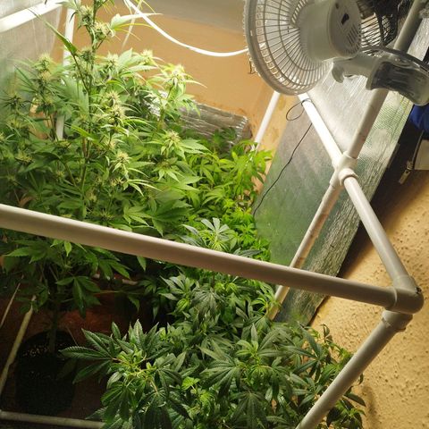 Red Strawberry Banana Auto growlog timeline photo