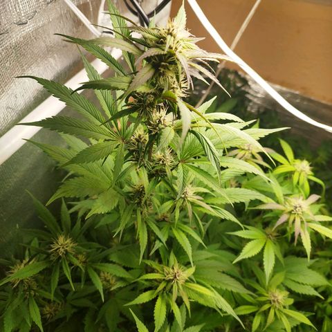 Dark Devil Auto growlog timeline photo