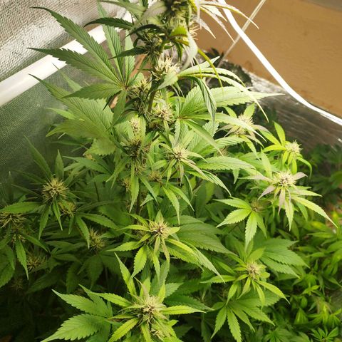 Dark Devil Auto growlog timeline photo