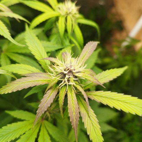 Dark Devil Auto growlog timeline photo