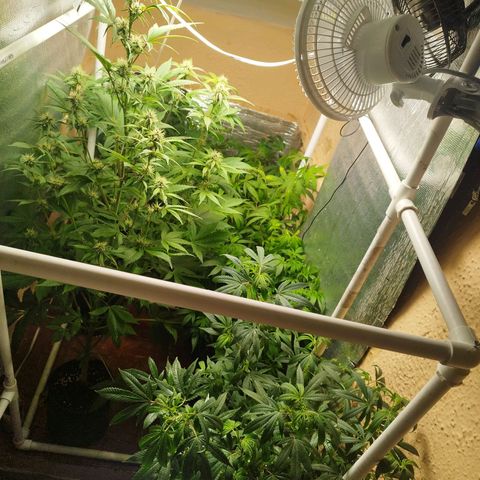 Red Strawberry Banana Auto growlog timeline photo