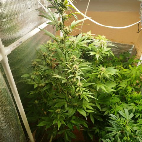 Red Strawberry Banana Auto growlog timeline photo