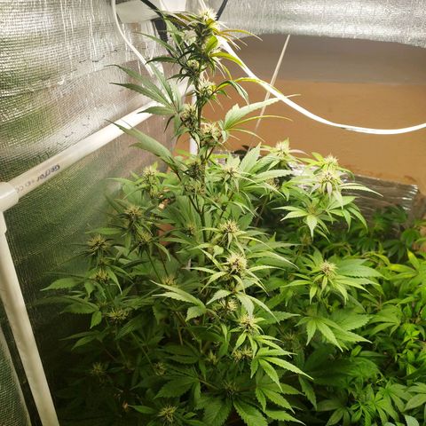 Dark Devil Auto growlog timeline photo