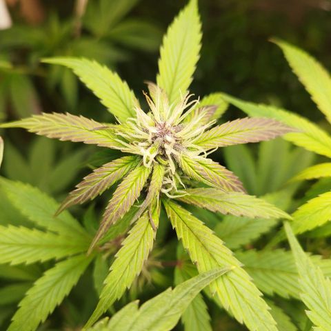 Dark Devil Auto growlog timeline photo