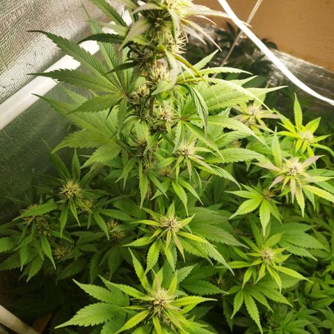 Dark Devil Auto growlog timeline photo