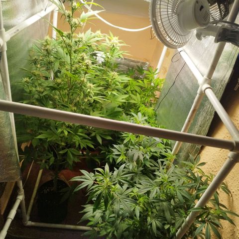 Red Strawberry Banana Auto growlog timeline photo