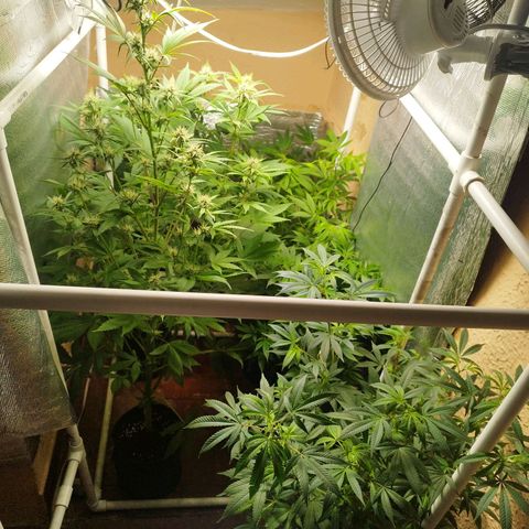 Red Strawberry Banana Auto growlog timeline photo