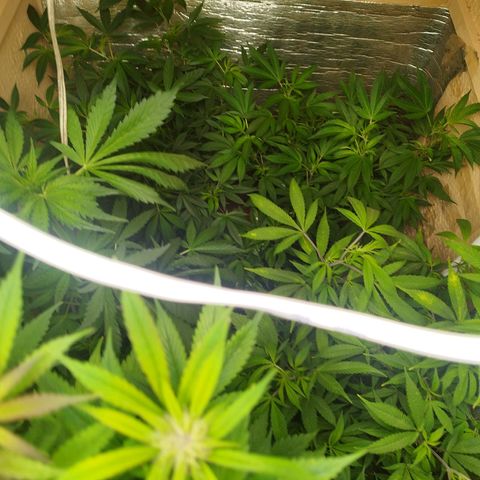 Red Strawberry Banana Auto growlog timeline photo
