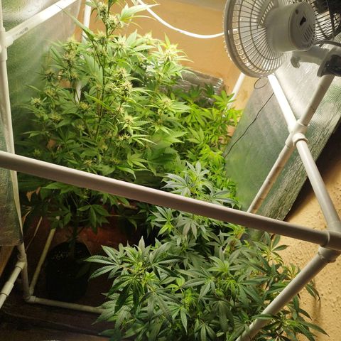 Red Strawberry Banana Auto growlog timeline photo