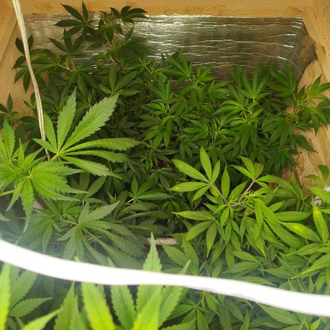 Red Strawberry Banana Auto growlog timeline photo