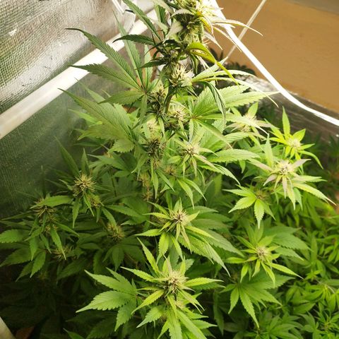 Dark Devil Auto growlog timeline photo