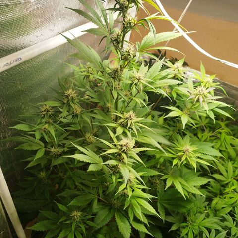 Dark Devil Auto growlog timeline photo