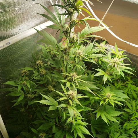 Dark Devil Auto growlog timeline photo