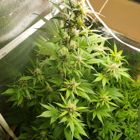 Dark Devil Auto growlog timeline photo