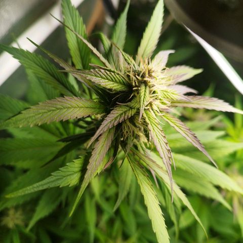 Dark Devil Auto growlog timeline photo