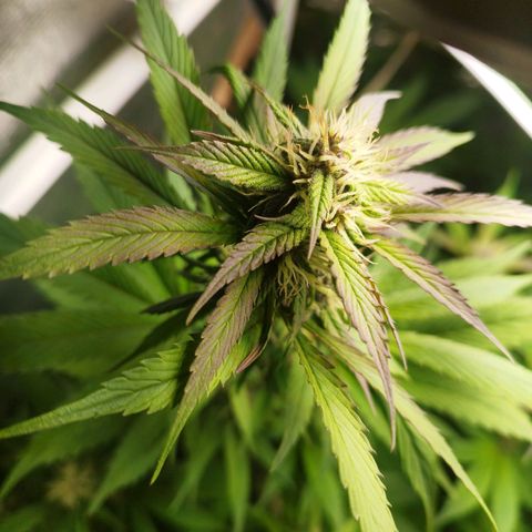 Dark Devil Auto growlog timeline photo