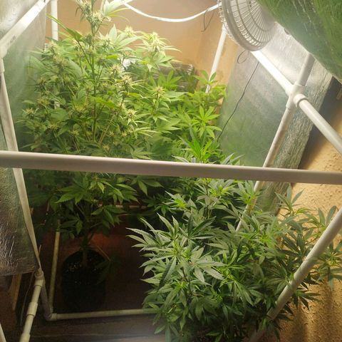 Red Strawberry Banana Auto growlog timeline photo