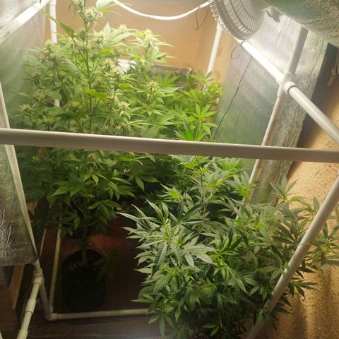 Red Strawberry Banana Auto growlog timeline photo