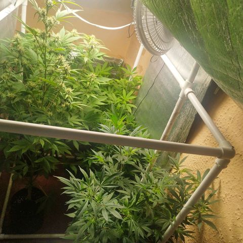 Red Strawberry Banana Auto growlog timeline photo