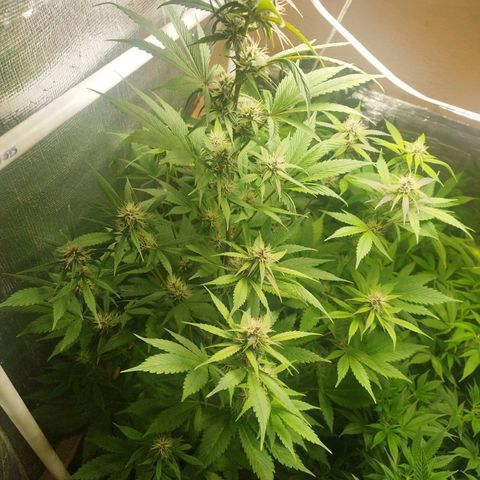 Dark Devil Auto growlog timeline photo