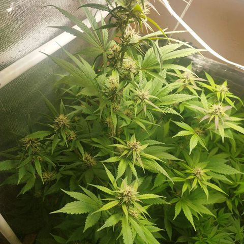 Dark Devil Auto growlog timeline photo