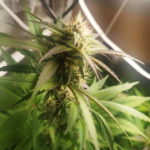 Dark Devil Auto growlog timeline photo
