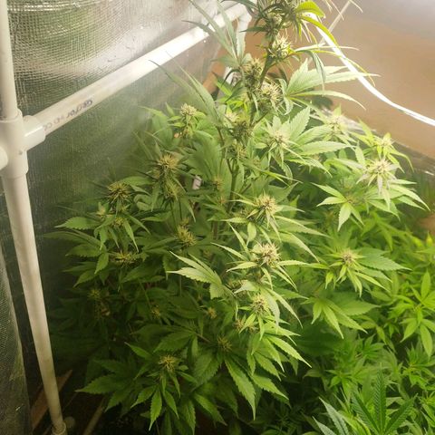 Dark Devil Auto growlog timeline photo