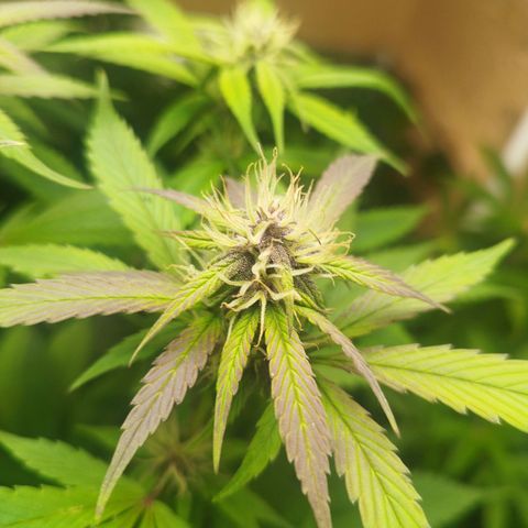 Dark Devil Auto growlog timeline photo
