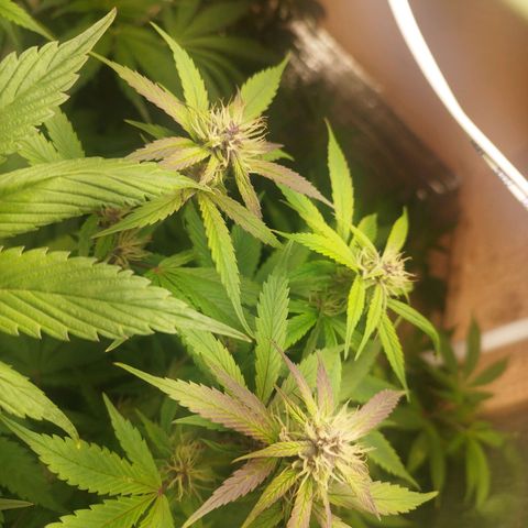 Dark Devil Auto growlog timeline photo