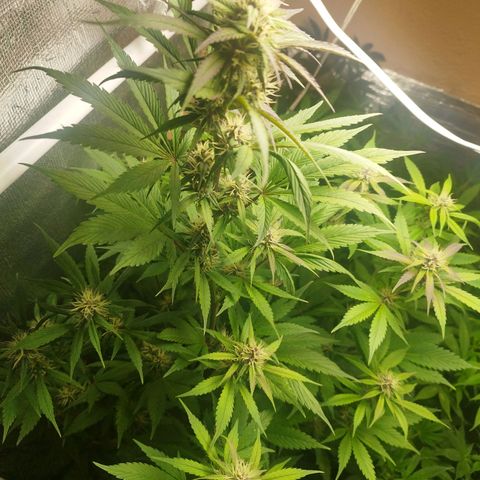 Dark Devil Auto growlog timeline photo
