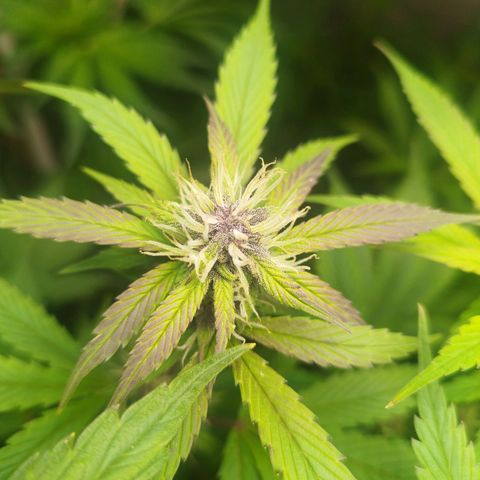 Dark Devil Auto growlog timeline photo