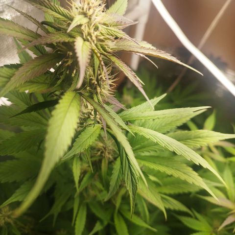 Dark Devil Auto growlog timeline photo