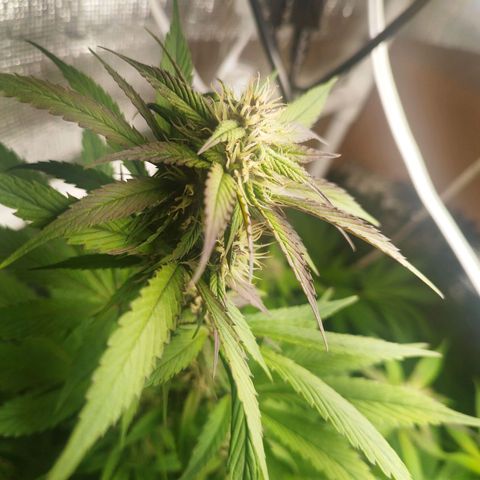 Dark Devil Auto growlog timeline photo