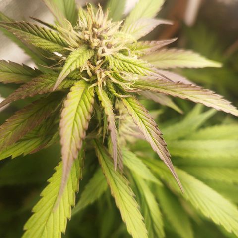 Dark Devil Auto growlog timeline photo
