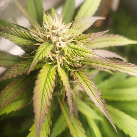 Dark Devil Auto growlog timeline photo