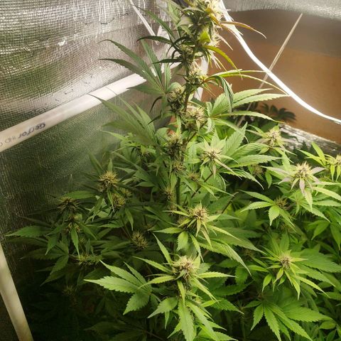 Red Strawberry Banana Auto growlog timeline photo
