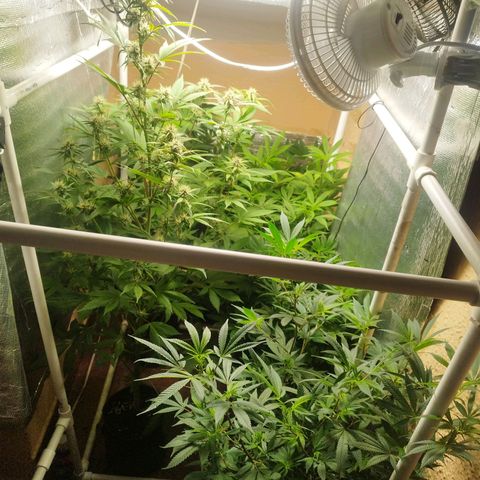 Red Strawberry Banana Auto growlog timeline photo