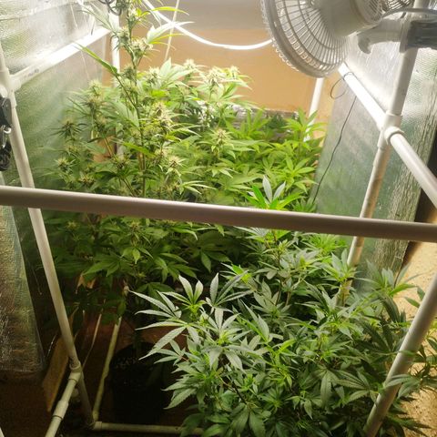 Red Strawberry Banana Auto growlog timeline photo