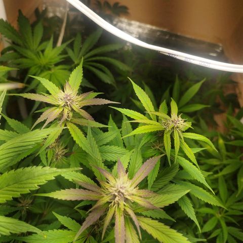 Dark Devil Auto growlog timeline photo