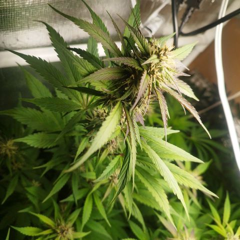 Dark Devil Auto growlog timeline photo