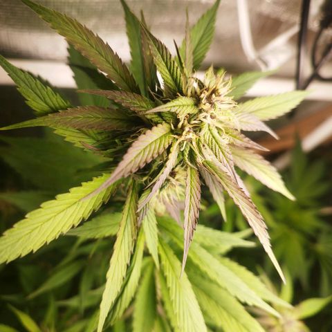 Dark Devil Auto growlog timeline photo