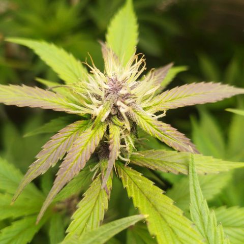 Dark Devil Auto growlog timeline photo