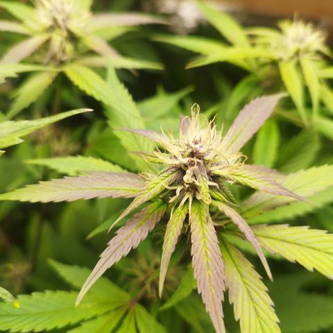 Dark Devil Auto growlog timeline photo