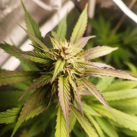 Dark Devil Auto growlog timeline photo